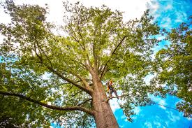 Best Lawn Grading and Leveling  in Streator, IL