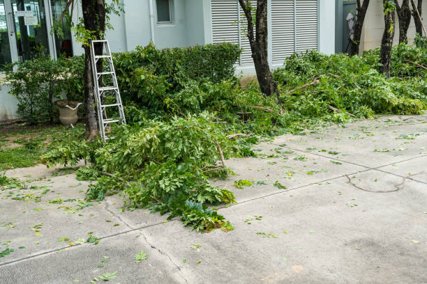 Best Fruit Tree Pruning  in Streator, IL